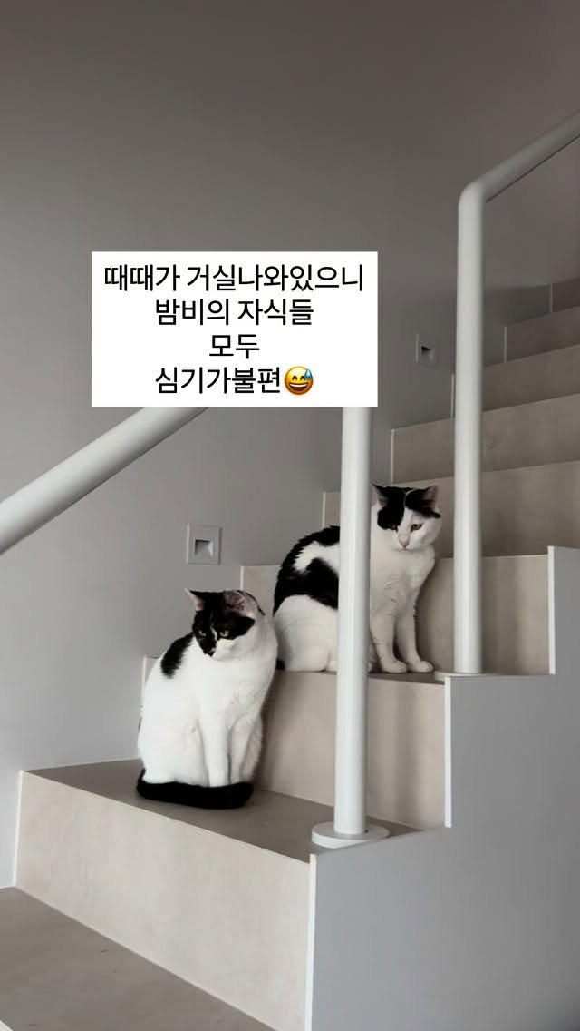 pooky_mam 게시물 이미지: #다묘가정 #때때 #사지말고입양하세요
