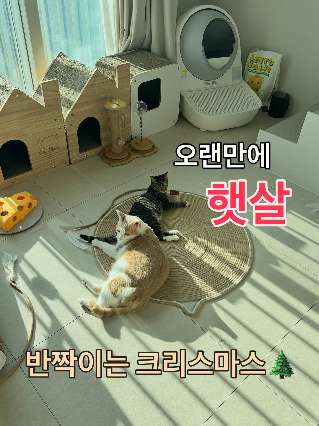 Photo by 김은정 on December 24, 2025. May be an image of Abyssinian cat, Bedlington terrier, Norwich terrier, pie and text that says '無 జవరాబిడ 오랜만에 햇살 반짝이는 크리스마스'.