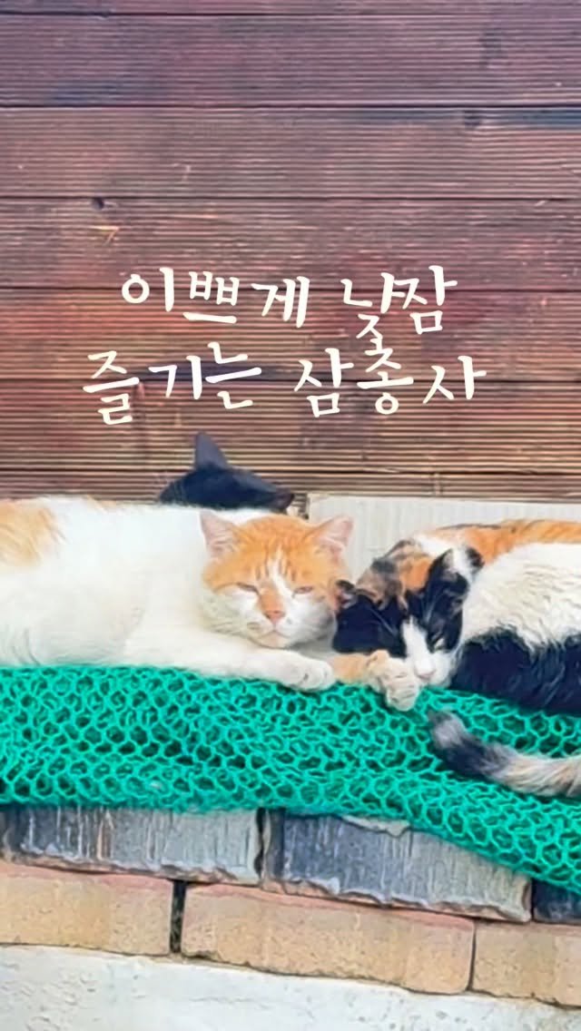 pooky_mam 게시물 이미지: #삼총사 #동네고양이 #사지말고입양하세요