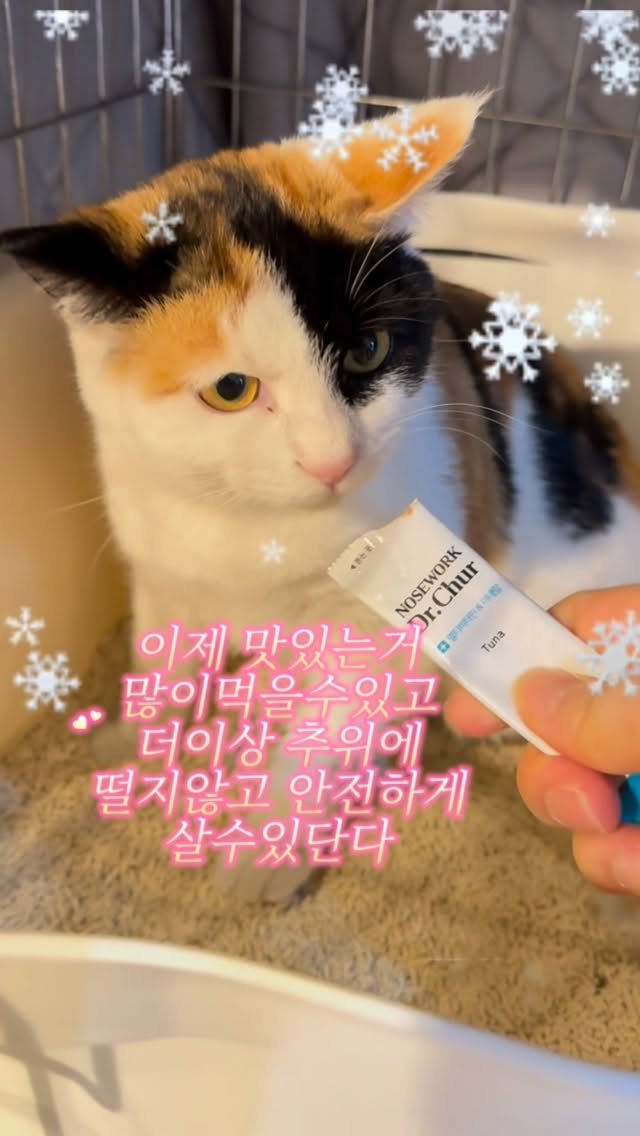 pooky_mam 게시물 이미지: @wj_naa_ 
우주오빠야 별이를 잘부탁해🌟⭐️✨