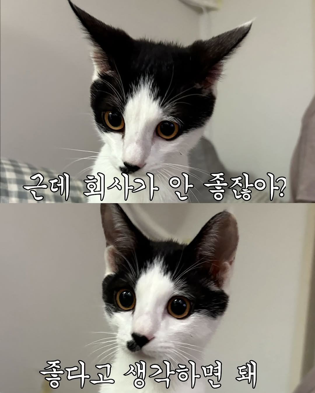 Photo by 김올리 on September 23, 2025. May be an image of tortoiseshell cat, kitten, pie and text that says '근데 데회사가안좋잖아? 안 좋잖아? 회사가 좋다고 생각하면 돼'.