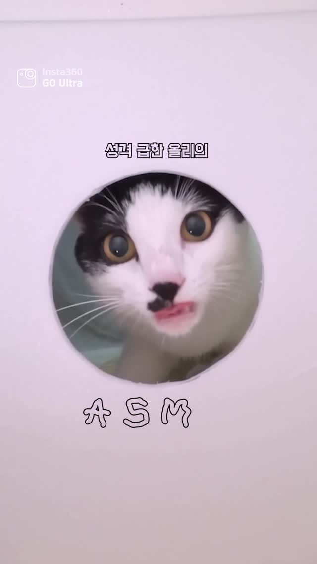 poopcat_olly 게시물 이미지: 올리 첫 먹방 도전
.
요즘 푹 빠진 카메라 인스타 360 고울트라2
어디에도 잘...