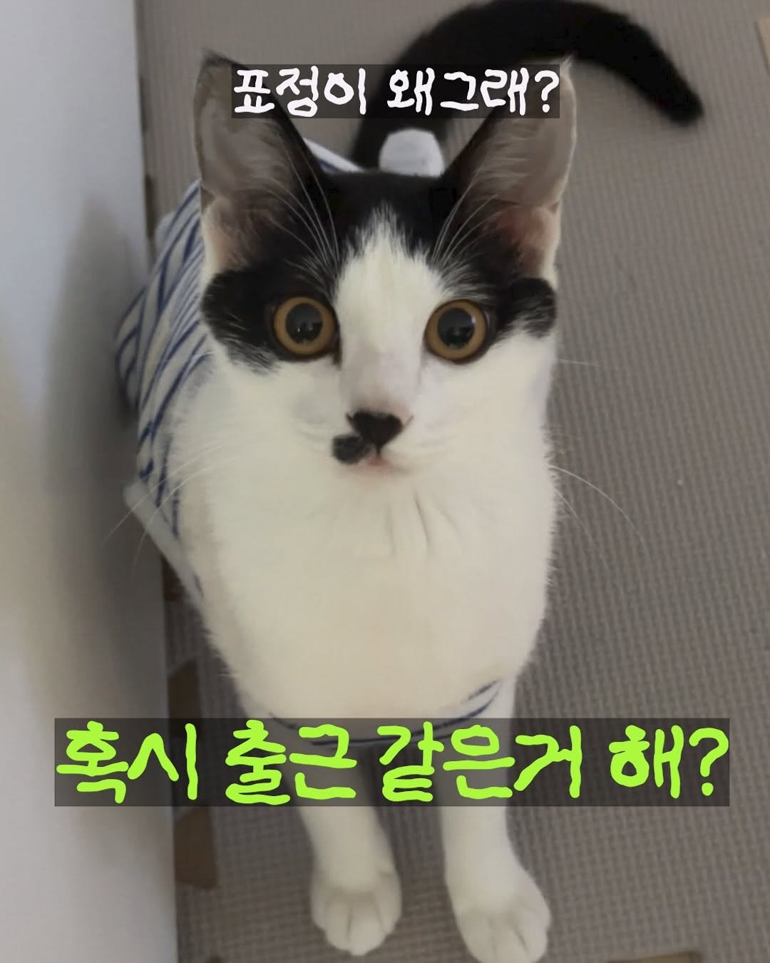 Photo by 김올리 on September 21, 2025. May be an image of kitten and text that says '표정이 왜그래? 혹시출근같은거 혹시 출근 같은거 해?'.