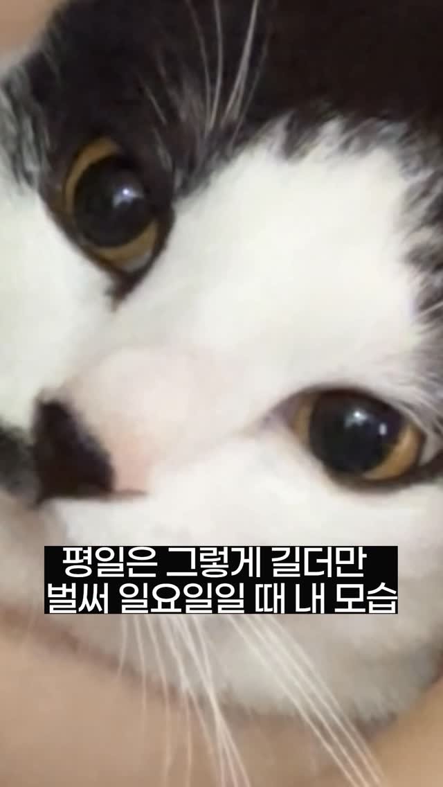 poopcat_olly 게시물 이미지: 아 아플까?..
