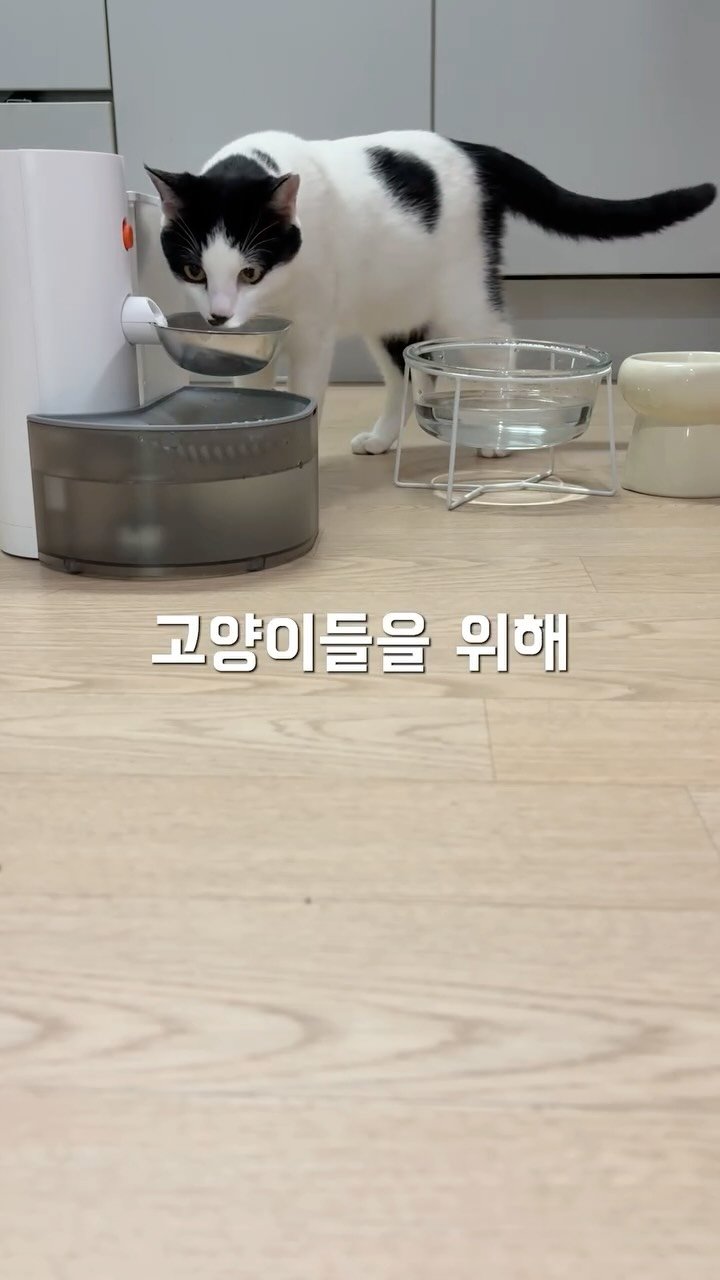 poopcat_olly 게시물 이미지: [자동 급수기 실사용 후기] 🐅댓글에 “정수기” 남겨주시면

올리 x 퓨어냥...