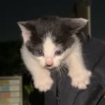 poopcat_olly 인스타그램 프로필 사진