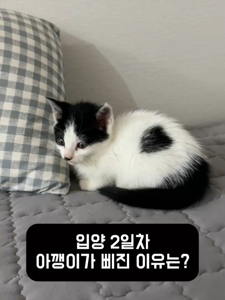 poopcat_olly 게시물 이미지: 연말 기념 올리 사진 대방출
올 한해도 올리 이뻐해 주셔서 감사합니다
내년에도 올리...