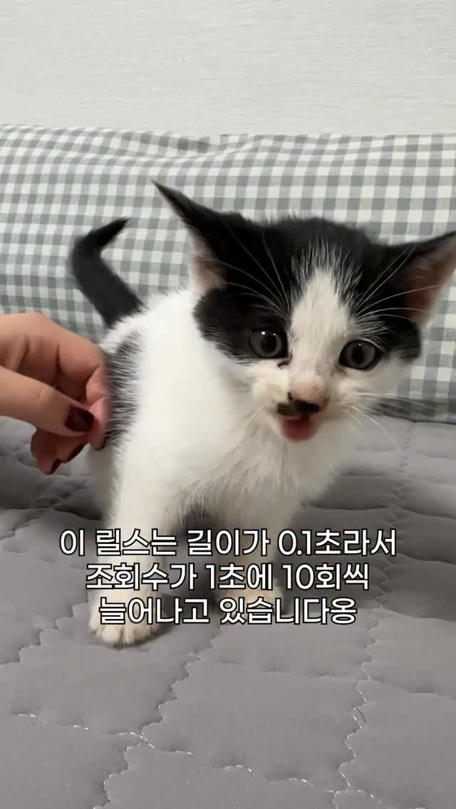 poopcat_olly 게시물 이미지: 🚫클릭금지🚫
한 번 빠지면 뒤로가기 힘든
그냥 아깽이 올리 우는 영상
