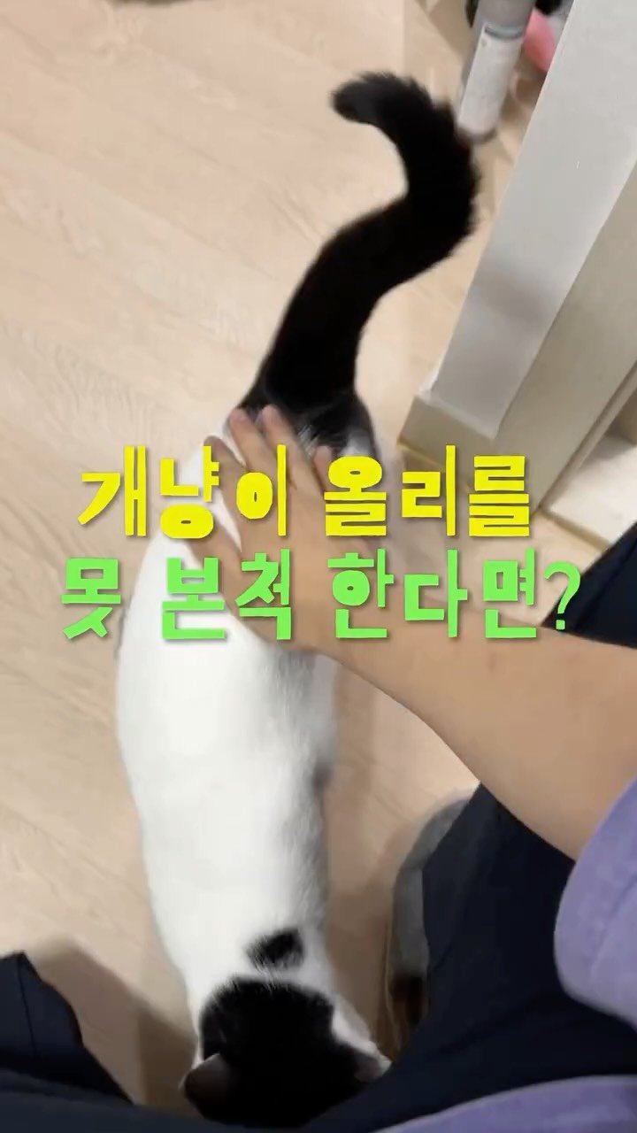 poopcat_olly 게시물 이미지: Ep.53)개냥이 올리를 못 본척 한다면?!