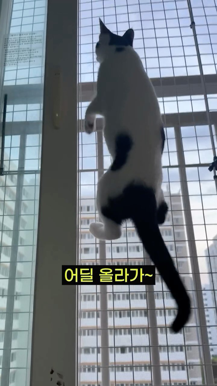 poopcat_olly 게시물 이미지: Ep.47)맹수 올리가 비둘기를 본다면?!
.
.
.
#고양이 #고양이일상 #cat #reels