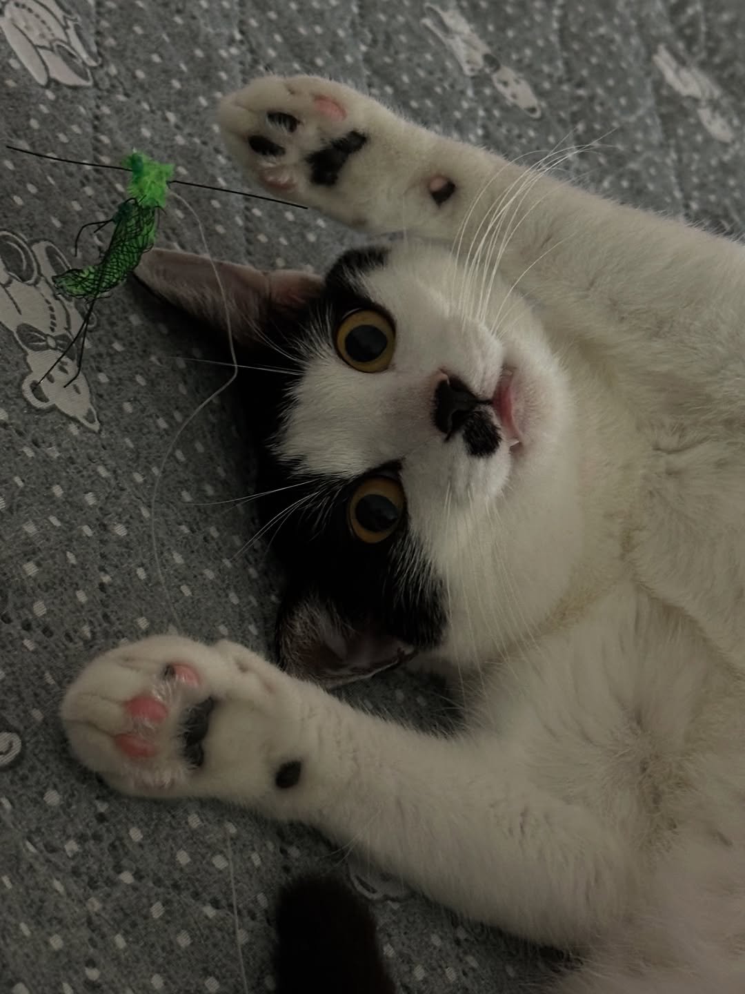 Photo by 김올리 on January 20, 2026. May be an image of kitten and text.