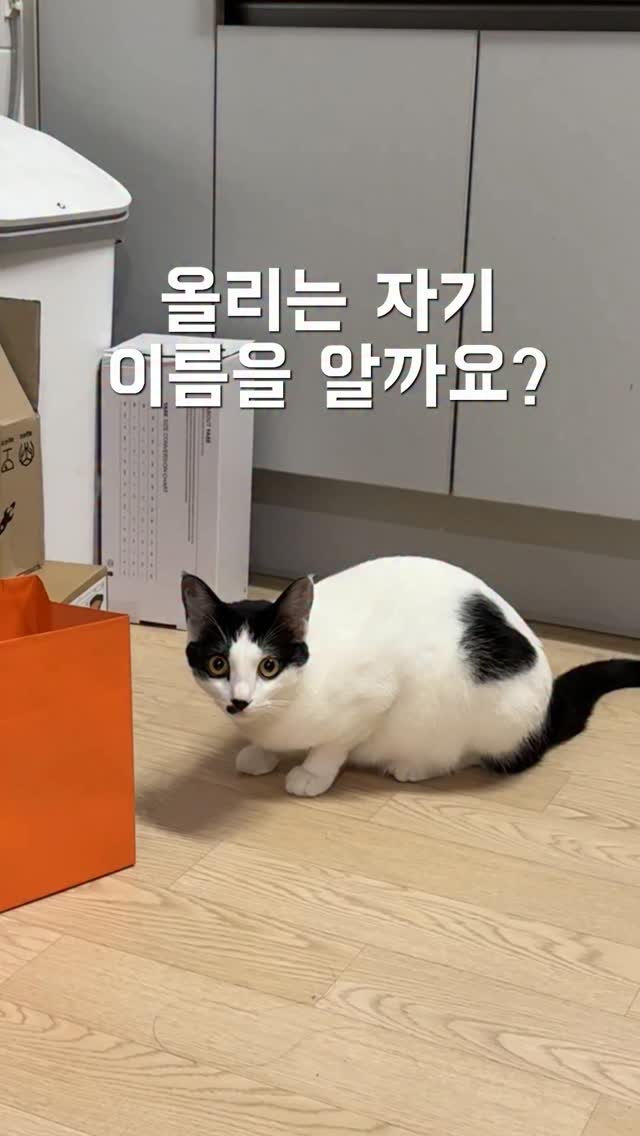 poopcat_olly 게시물 이미지: 고양이는 자기 이름을 알까?!?