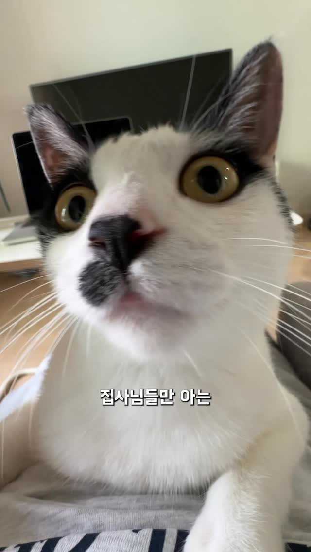 poopcat_olly 게시물 이미지: 집사들만 아는 고양이 눈의 비밀