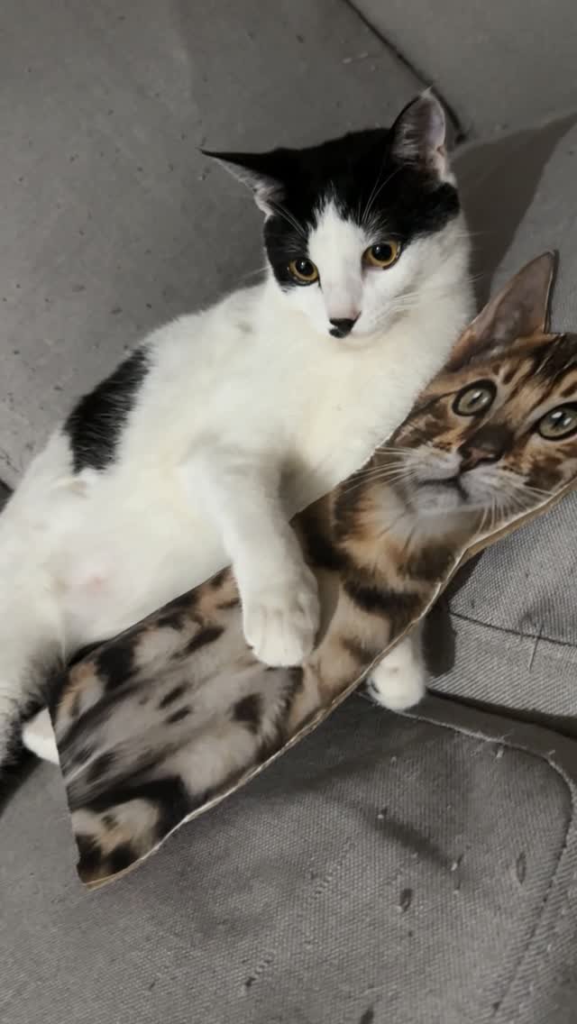 poopcat_olly 게시물 이미지: Ep.64) 동생이 필요한 걸까요??..