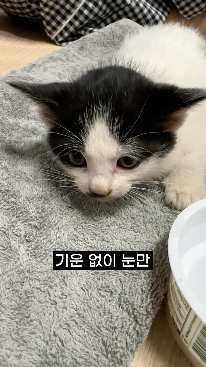 poopcat_olly 게시물 이미지: ep.02)아깽이 구조 첫날