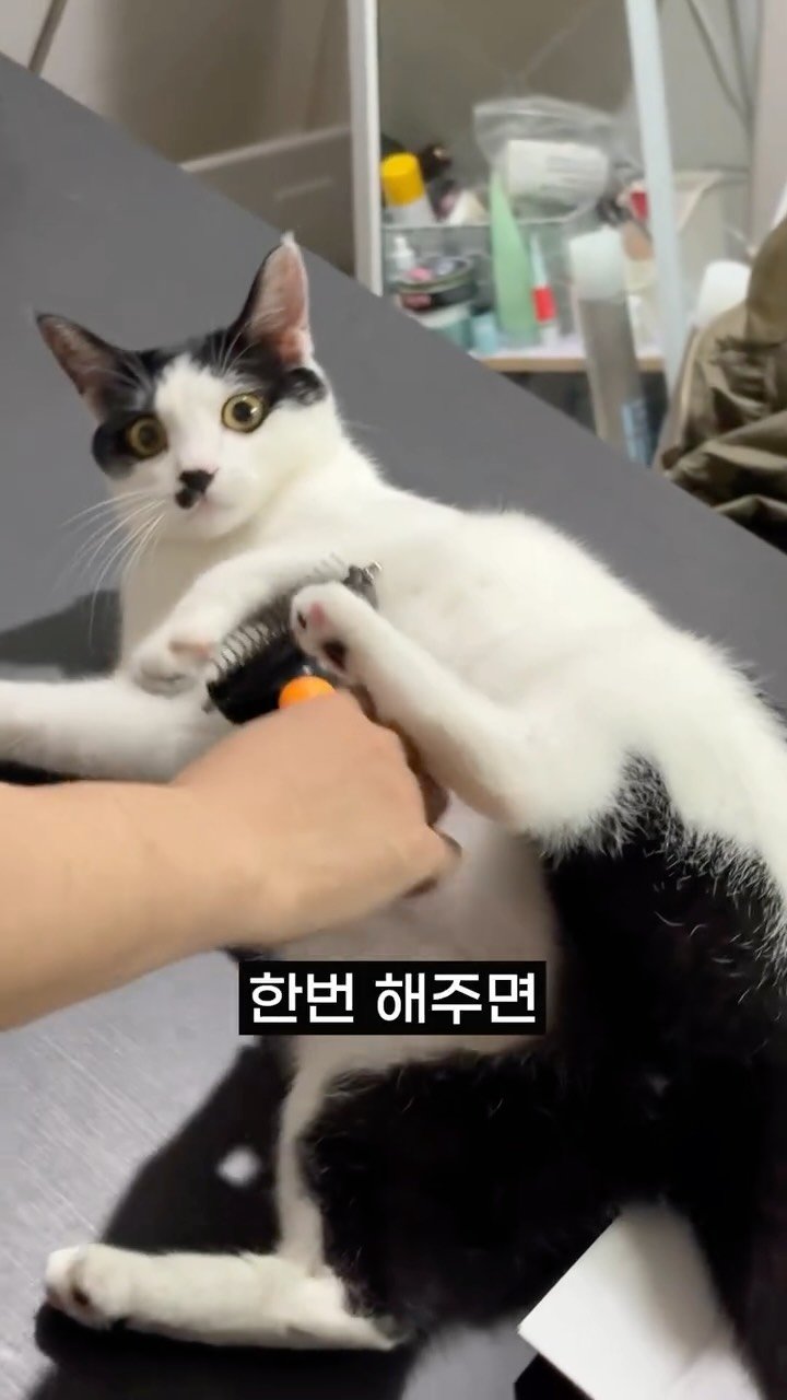 poopcat_olly 게시물 이미지: #광고 까다로운 외동 올리의
펫펍 브러쉬 실 사용 후기

고양이 알레르기가...