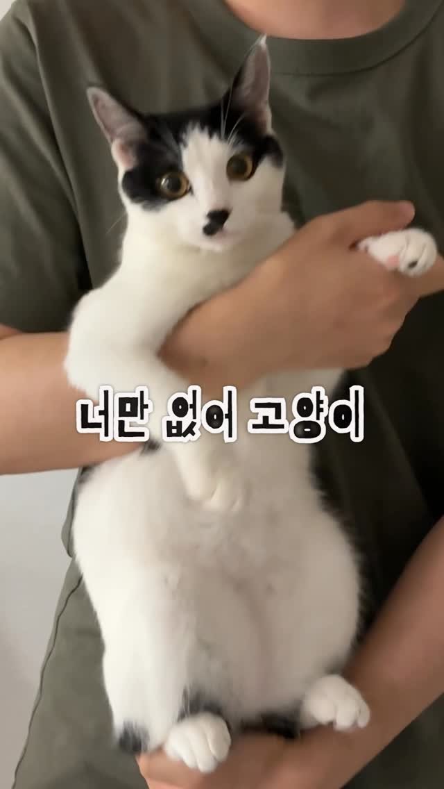 poopcat_olly 게시물 이미지: Ep.48)고양이가 없는 사람은 죽을 때까지 못 볼 장면3가지
고양이는 정말 힐링이죠?!😻