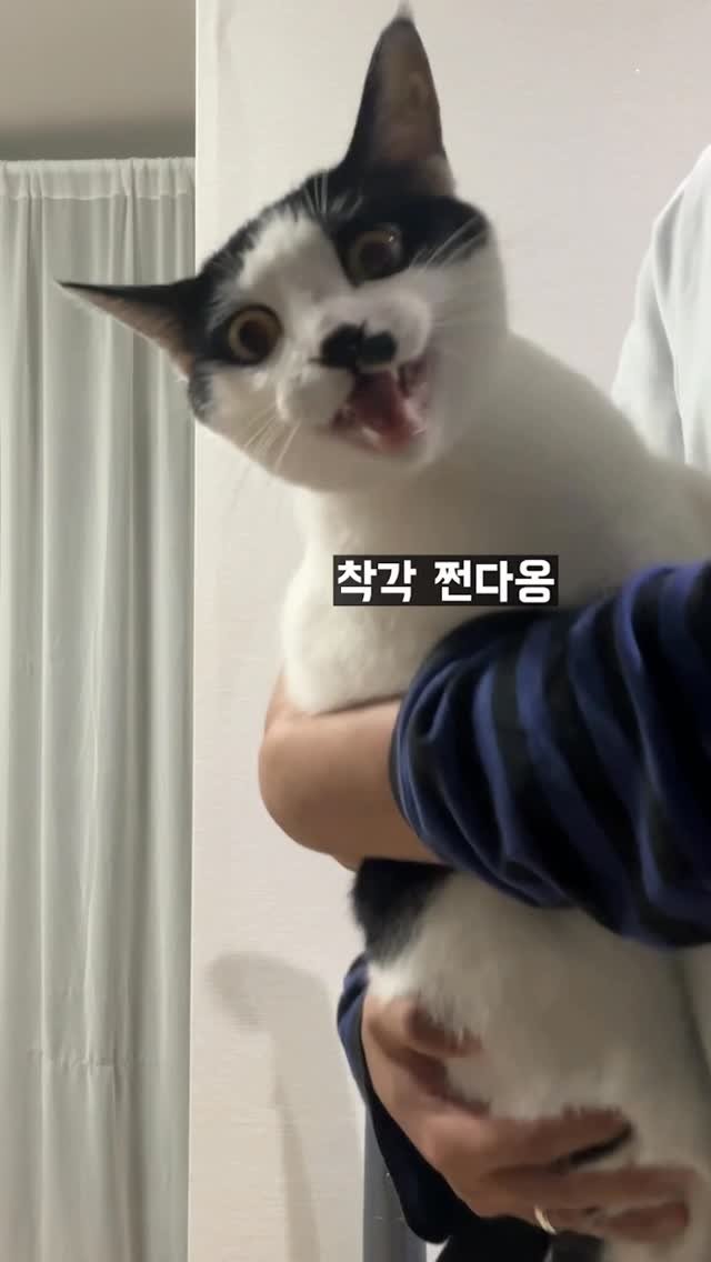 poopcat_olly 게시물 이미지: #광고

사료가 가장 맛있는시간을 아시나요?
이제 막 태어난지 1년이 지난 올리가...