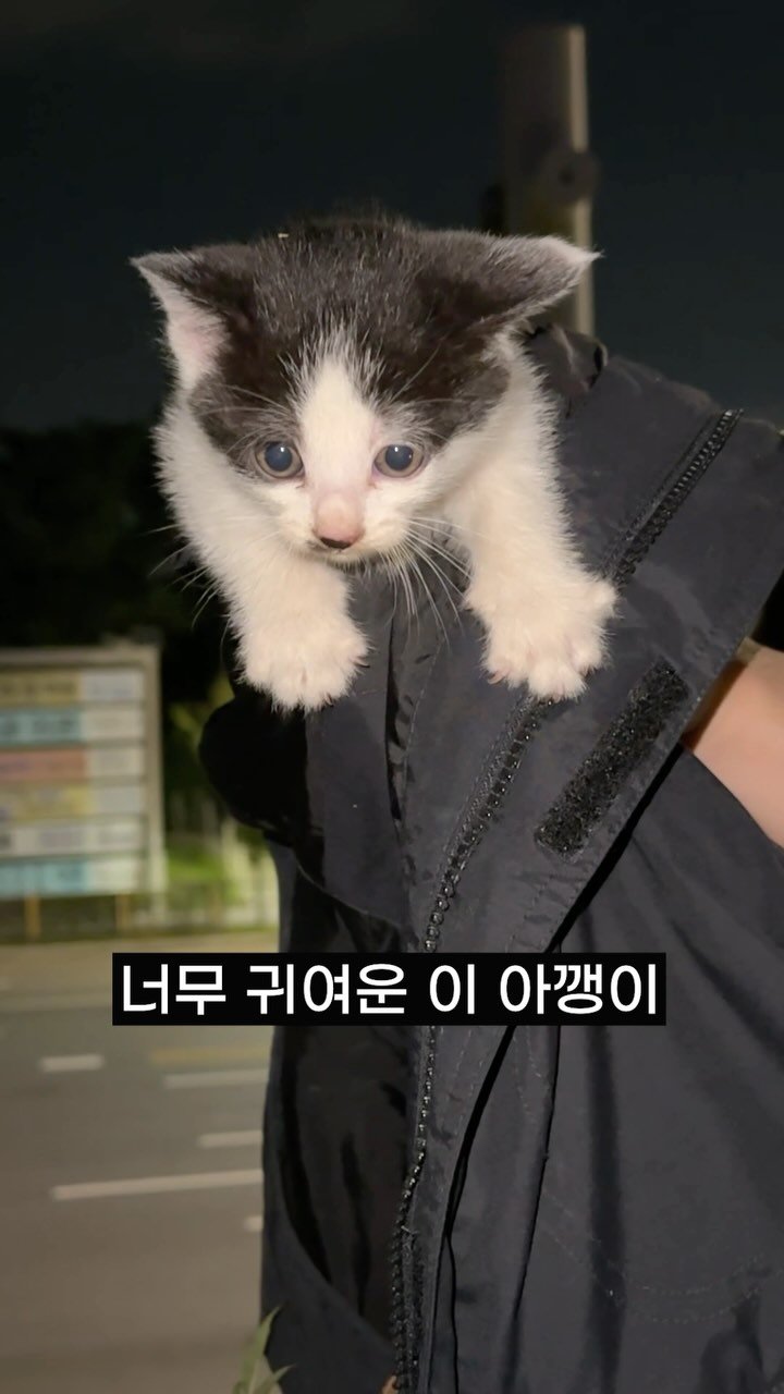 poopcat_olly 게시물 이미지: ep.01)낭떠러지에 혼자 있던 아깽이
#길냥이 #길냥이구조 #아깽이