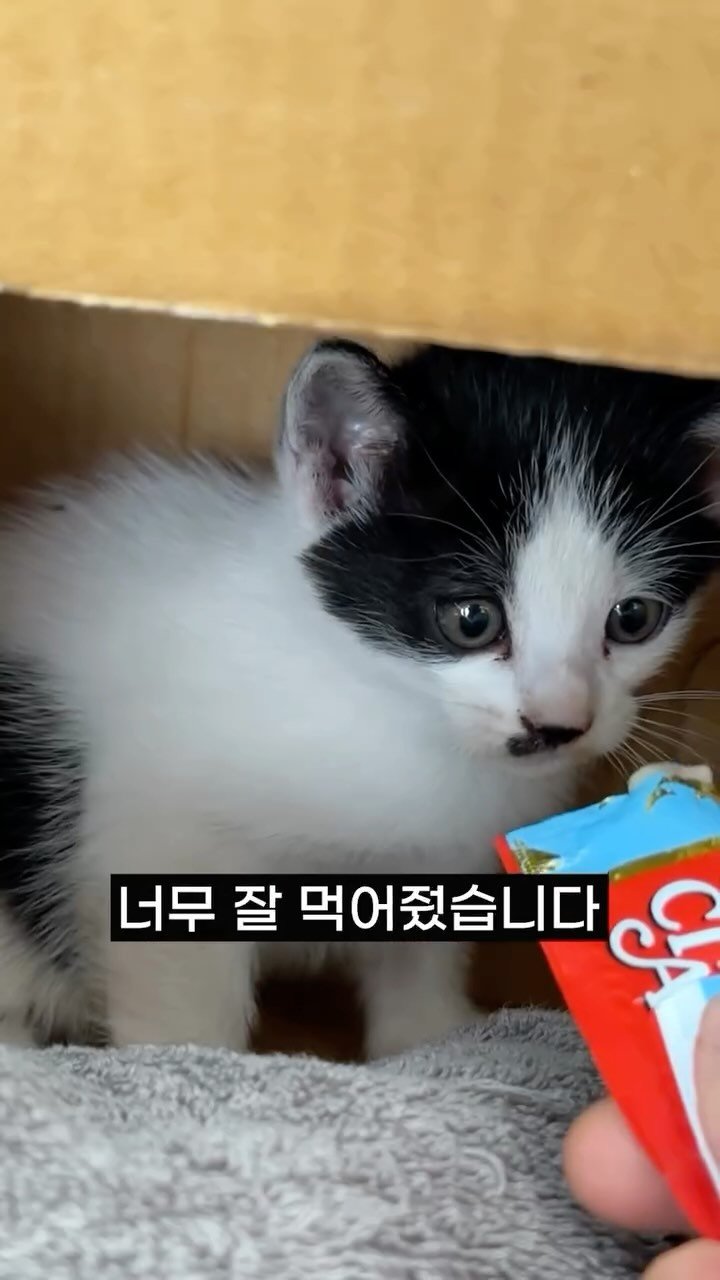 poopcat_olly 게시물 이미지: ep.03)묘생 첫 츄르를 본다면?