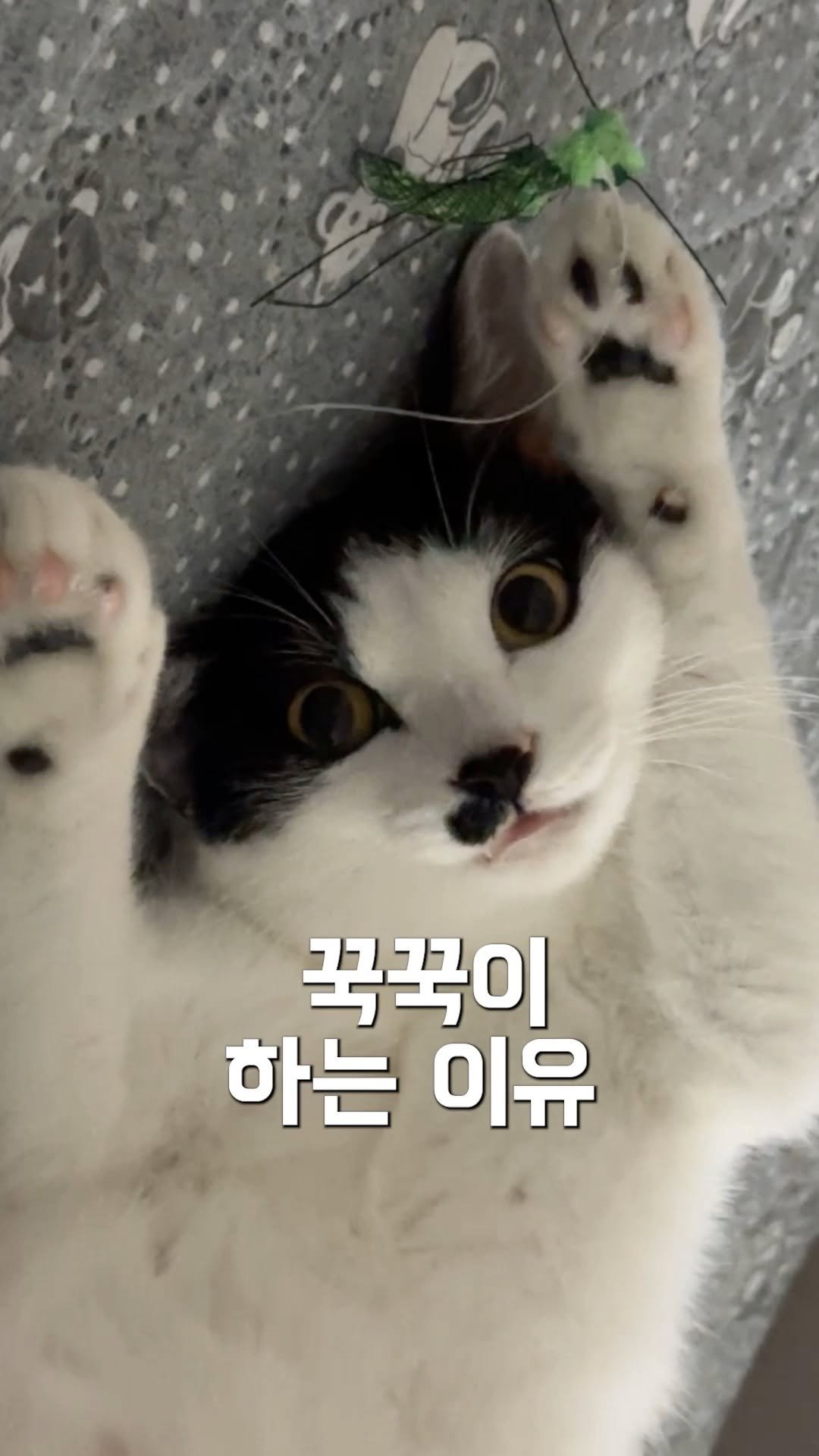 poopcat_olly 게시물 이미지: 고양이가 꾹꾹이 하는 이유?!