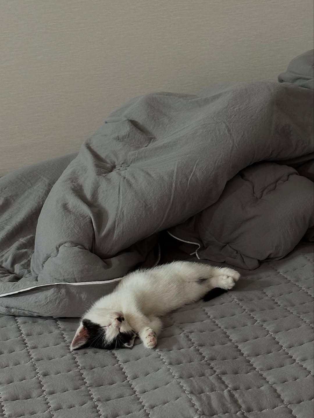 Photo by 김올리 on September 30, 2025. May be an image of sleeping, ragdoll cat, ferret, Abyssinian cat, tortoiseshell cat, kitten, bedroom and text.