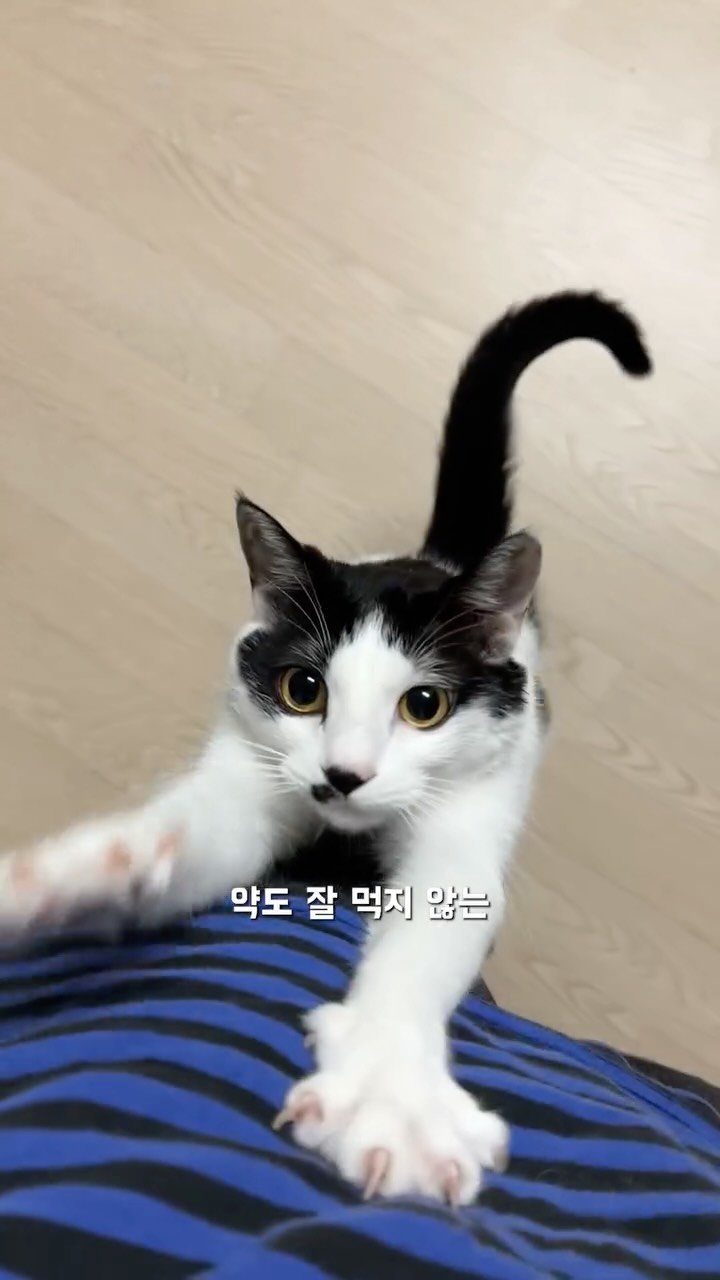 poopcat_olly 게시물 이미지: (광고) 올리가 지난 1년간 내돈내산으로 구매하고 먹고있는
하림펫푸드 ”밥이보약...