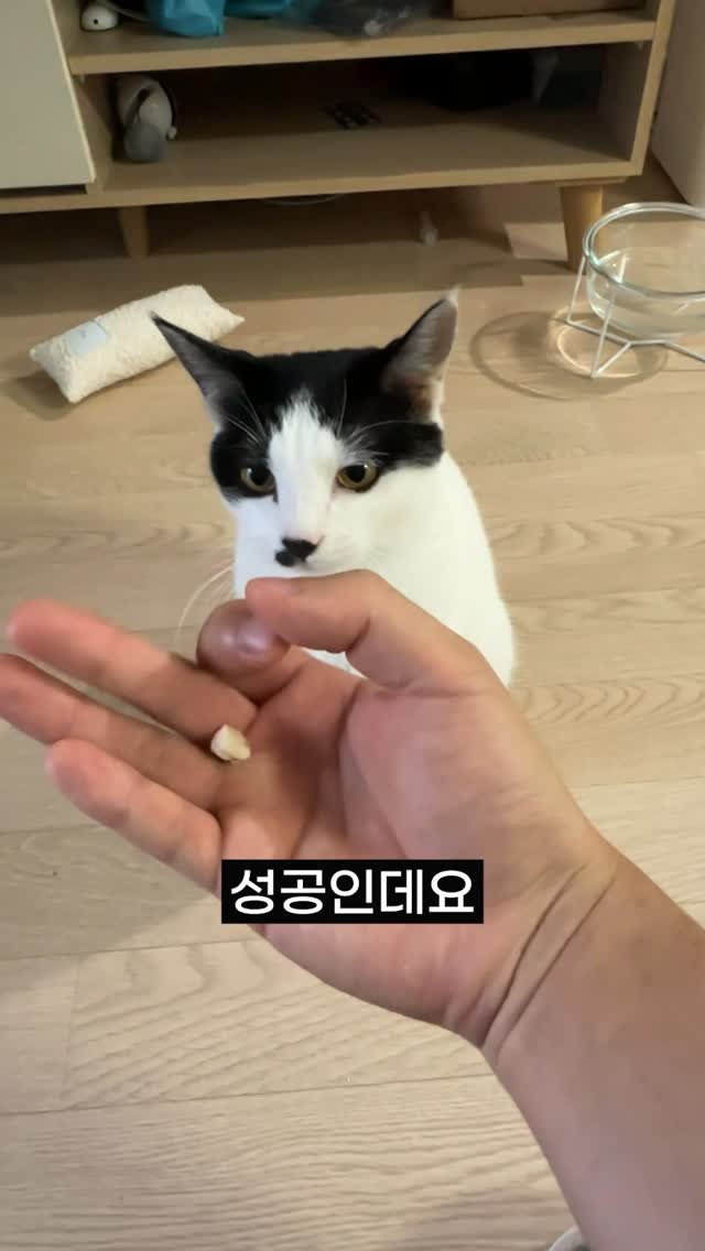 poopcat_olly 게시물 이미지: Ep.50)똑똑한 고양이 테스트