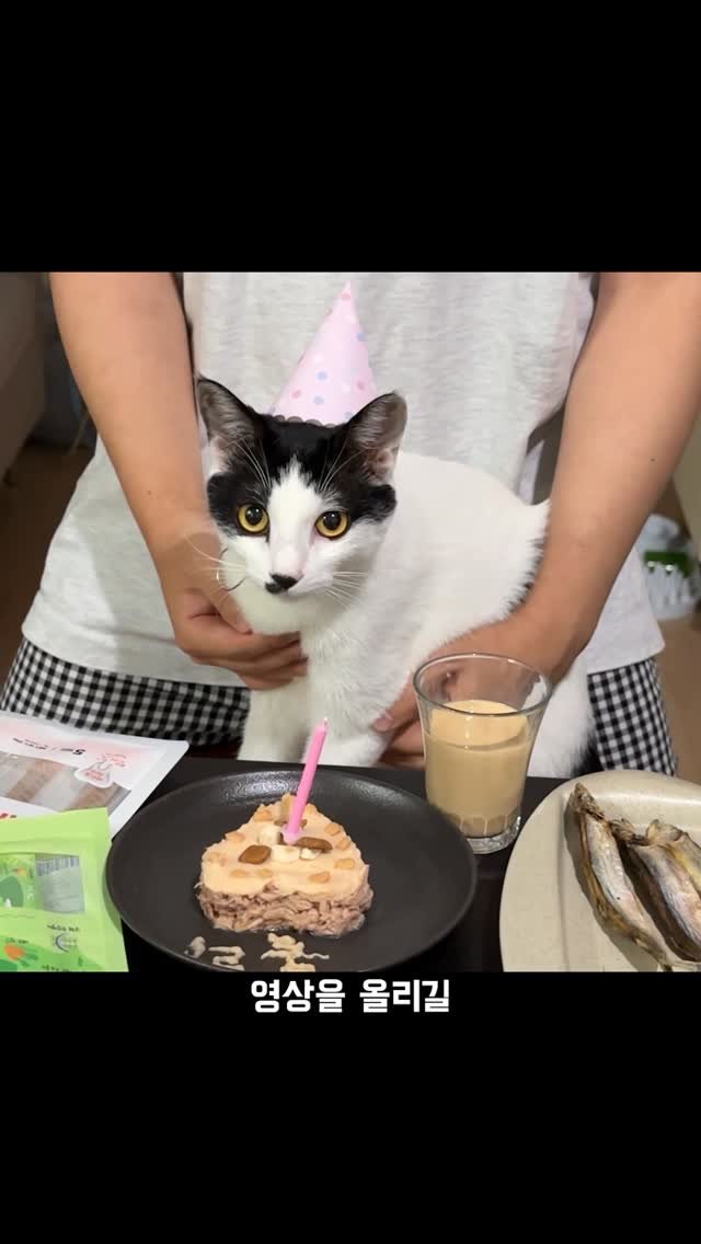 poopcat_olly 게시물 이미지: 아깽이 입양 1년, 첫 생일