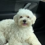 lielnicole 프로필 사진