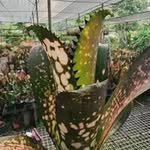 j.p.bromeliads 프로필 사진
