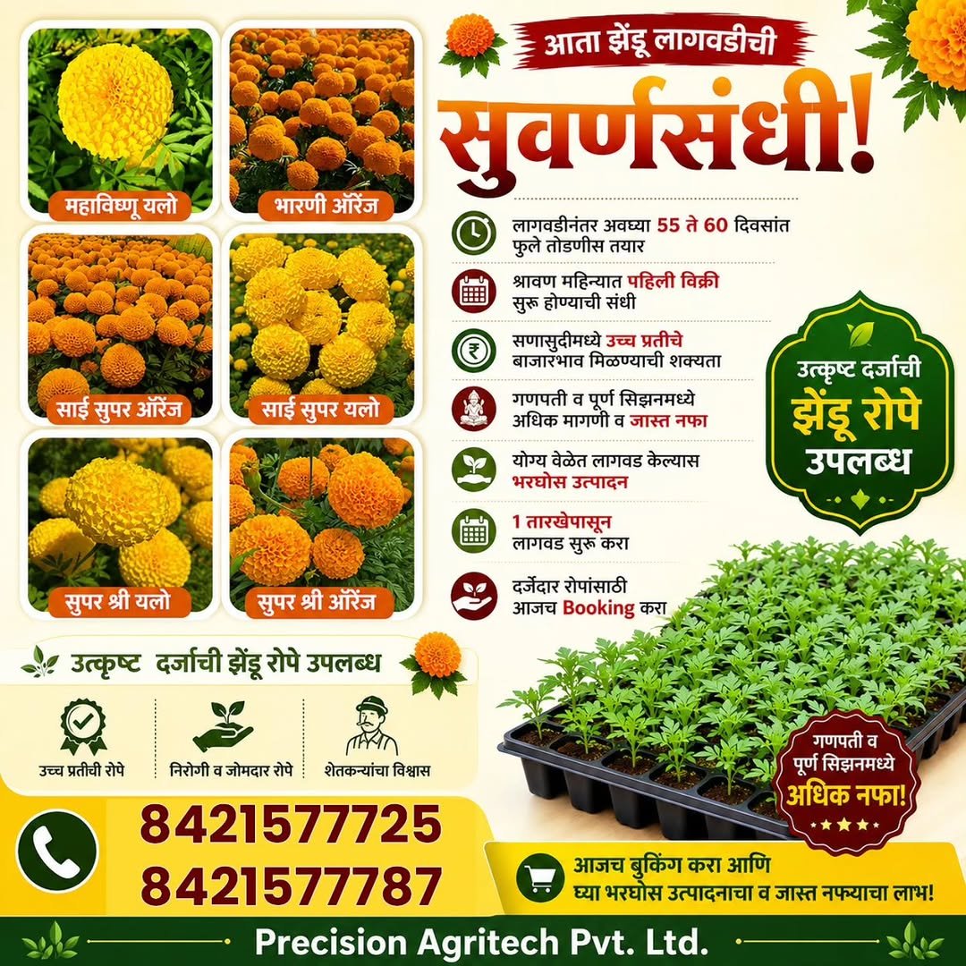 precision_agritech 게시물 이미지: 🌼 आता झेंडू लागवडीची सुवर्णसंधी! 🌼
उत्कृष्ट...