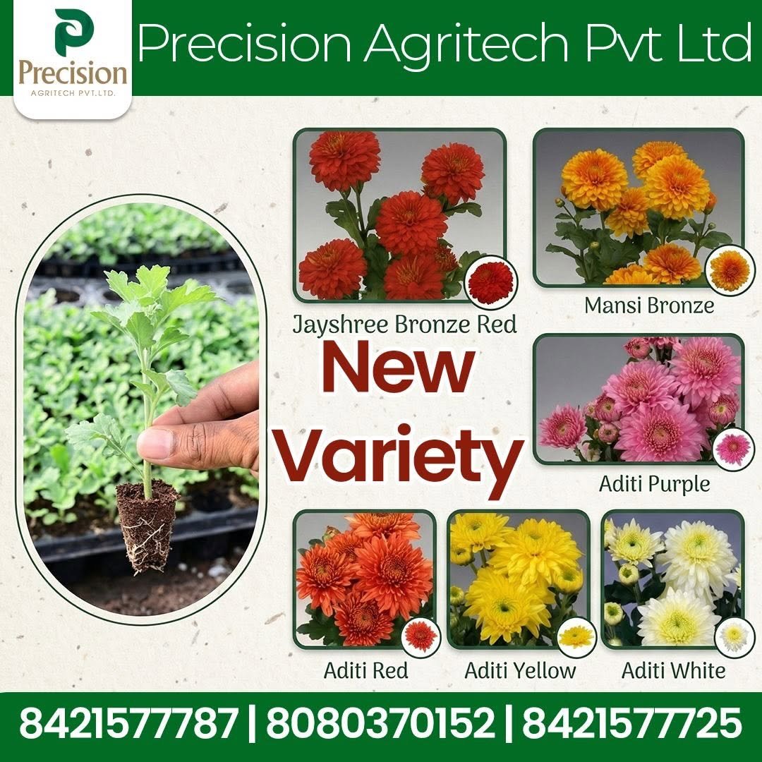 precision_agritech 게시물 이미지: 🌿 New Chrysanthemum Varieties Available Now!...