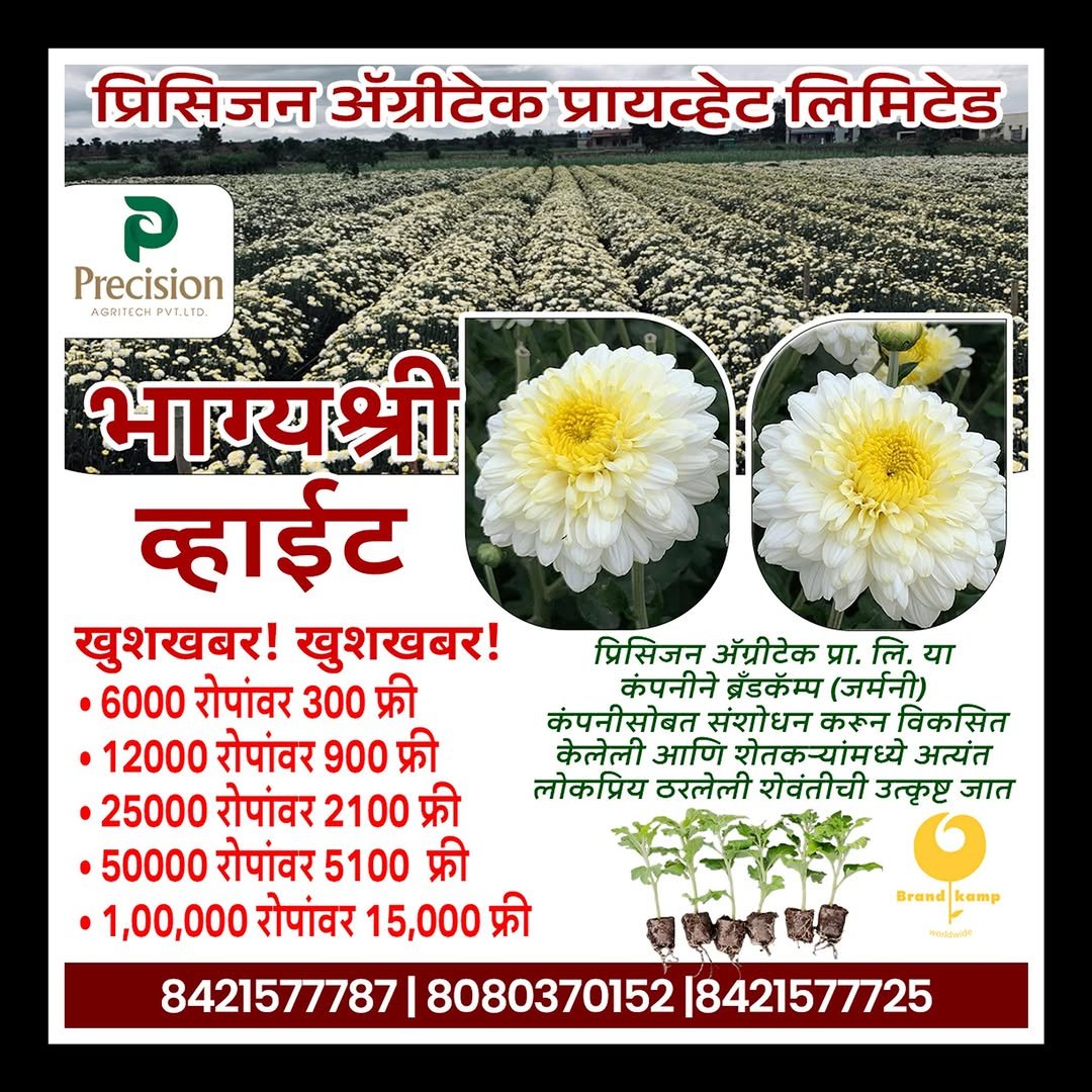 precision_agritech 게시물 이미지: 🌼 भाग्यश्री व्हाईट + (Bhagyashri White+)...