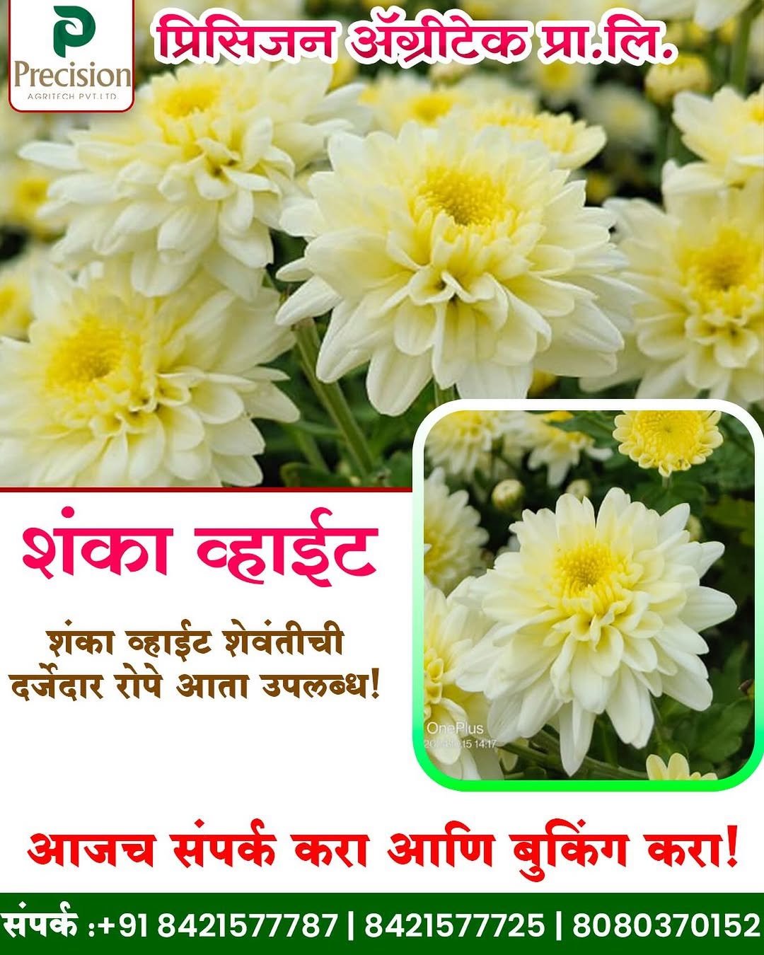 precision_agritech 게시물 이미지: 🌼✨ शंका व्हाईट शेवंती – तुमच्या शेतीसाठी...