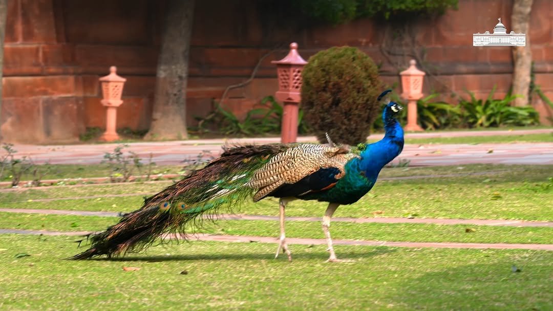 presidentofindia 게시물 이미지: Amrit Udyan at Rashtrapati Bhavan is open for...