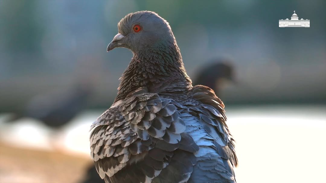 presidentofindia 게시물 이미지: During this severe weather, our feathered...