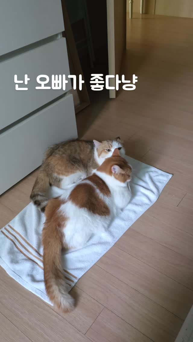 prodieter 게시물 이미지: 우리집 겸둥이 코코와 나나예요~^^♡
#코코와나나 #고양이그램 #개냥이 #박용우
