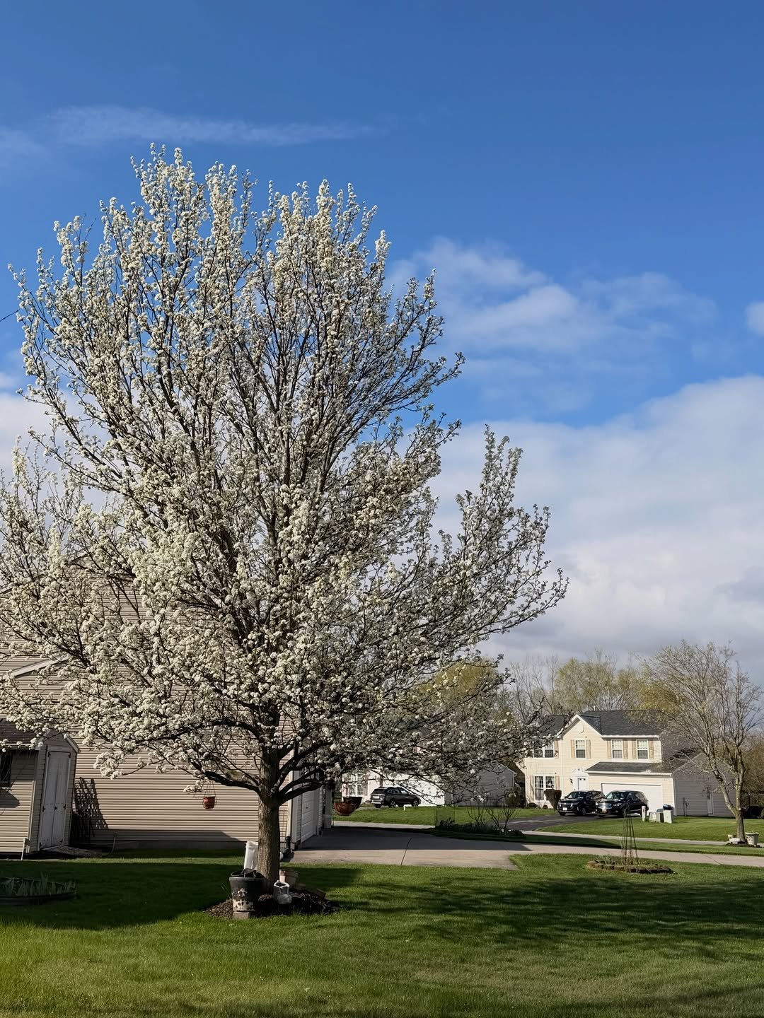 Photo by 이영선 | 이교수의 인터랙션 on April 21, 2026. May be an image of pear, stone-fruit tree, shadbush and text.
