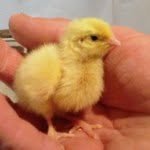 clee_benu 프로필 사진