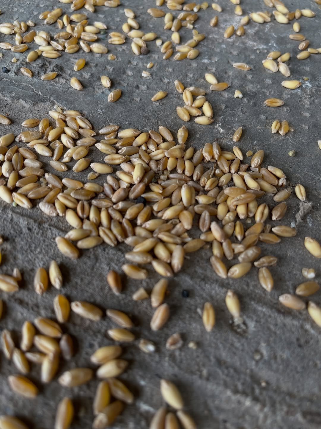 Photo shared by 김도윤 Doyun Kim on February 15, 2026 tagging @c.ssikkk, and @myeonseoul. May be an image of rye bread, oats, seedlings and text.