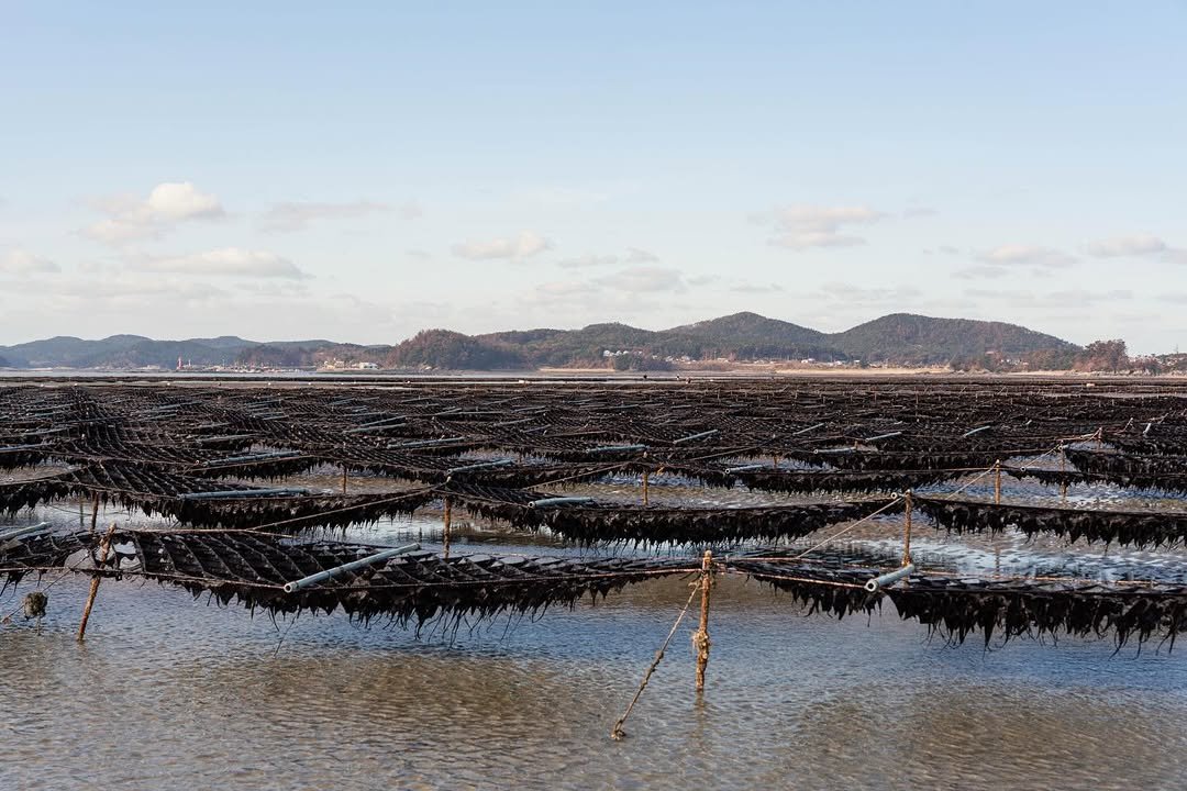 Photo shared by 면 서울 on January 22, 2026 tagging @c.ssikkk, @_____krj, @zae_hoya, @projectsyun, and @wo_ni_k. May be an image of seaweed, shellfish and text.