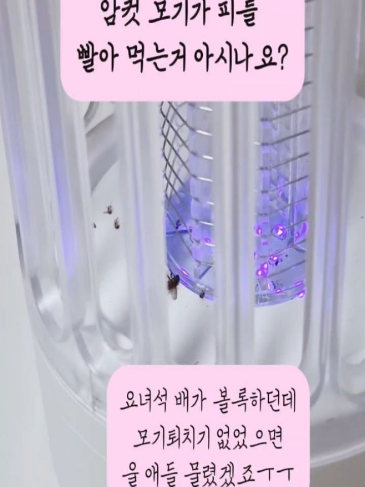 promise._.mom 게시물 이미지: 암컷 모기였나봐요. 몸집이 두배나 크고 '타닥' 하는 소리도
크게 나서 파리인 줄...
