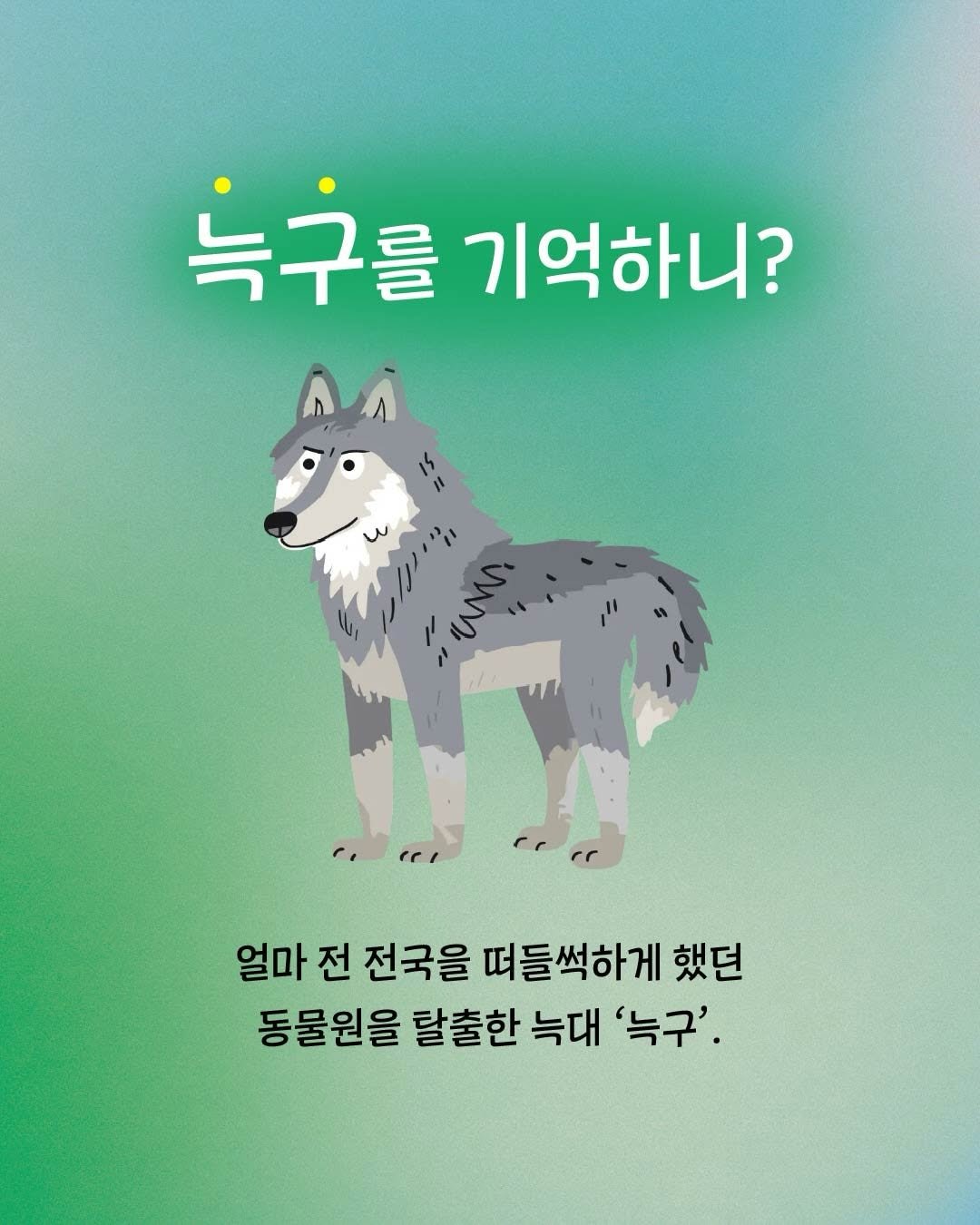 pulbitkids 게시물 이미지: 얼마 전 전국을 떠들썩하게 했던
늑대 ‘늑구’를 기억하시나요?🐺

늑구는 철조망...