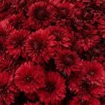 pure_hwang 인스타그램 프로필 사진