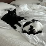 mong__bee 프로필 사진