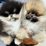 harmony_puppy 프로필 사진