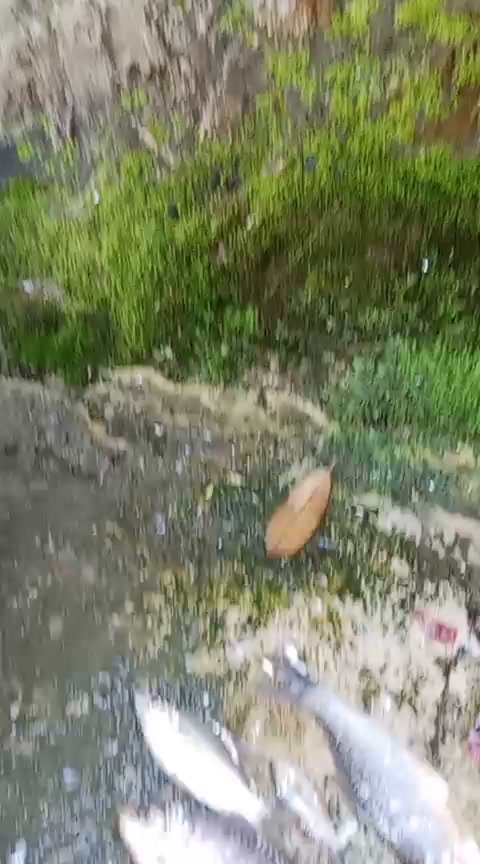 purnamarina520 게시물 이미지: Panen ikan di kolam pak e Athaya belajar...