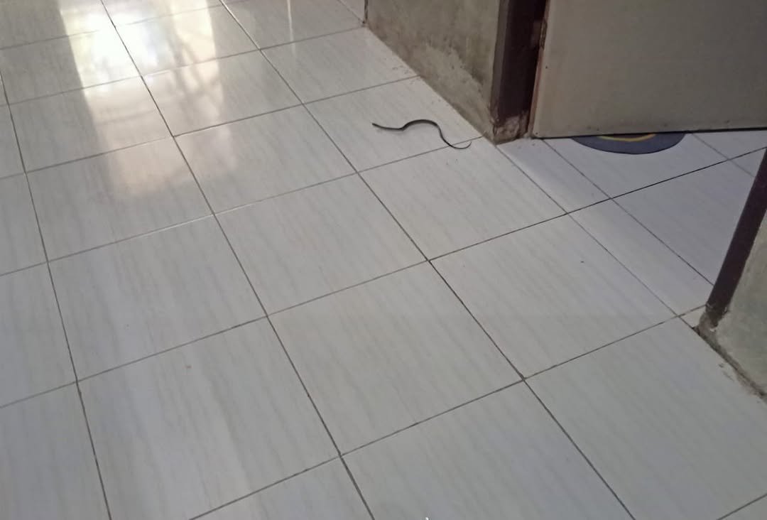 Photo by Rina PE (082251706233) on September 14, 2025. May be an image of snake.