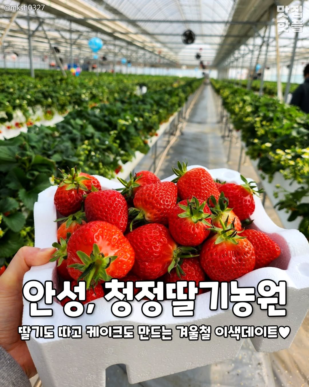 Photo by 평택맛집 평택카페 평택데이트 안성맛집 안성카페 안성데이트 on December 27, 2025. May be an image of strawberry, vegetable and text that says '@mksh0327 만시! 만늘 안성, 청정딸기농원 딸기도 따고 케이크도 만드는 겨울칠 이색데이트'.